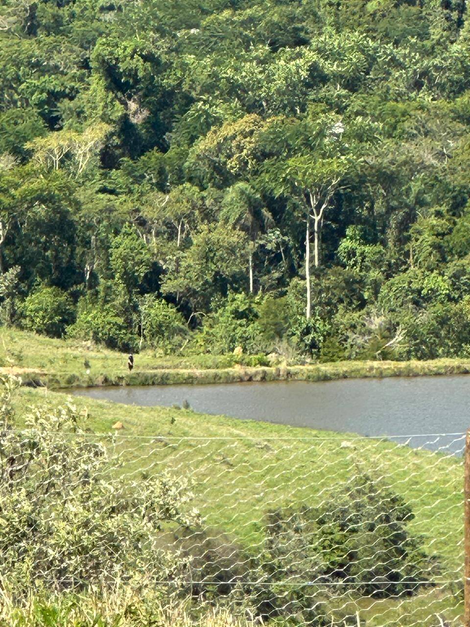 Terreno, 2 hectares - Foto 10